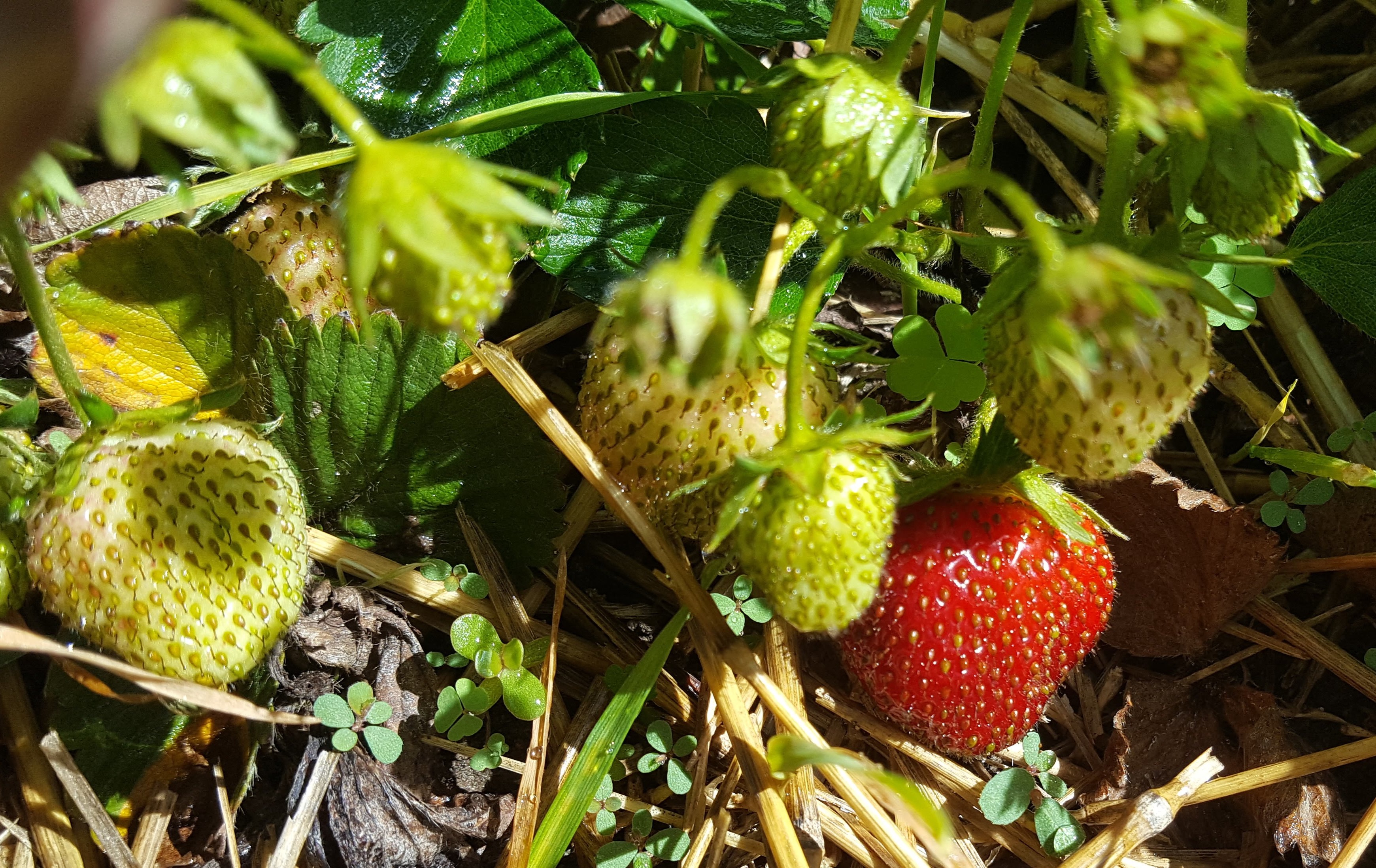 red strawberry from the heat